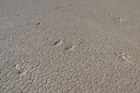30-looks_to_be_prints_from_when_playa_wet-not_supposed_to_be_on_playa_when_wet_for_this_reason