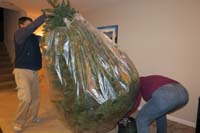 009-Mommy_and_Daddy_setting_up_the_tree_in_our_house