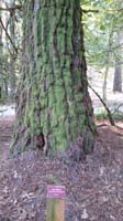 05-giant_sequoia