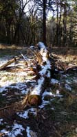 12-snowy_log
