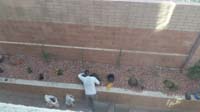 08-Daddy_working_hard_replacing_plants_in_the_backyard