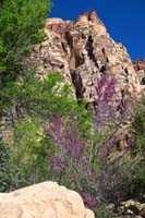05-pretty_scenery_with_blooming_Redbud_and_surrounding_rock