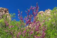14-pretty_scenery_with_blooming_Redbud_and_surrounding_rock