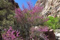 20-pretty_scenery_with_blooming_Redbud_and_surrounding_rock