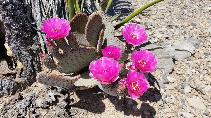 68-blooming_beavertail_cactus