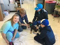 80-visiting_Petco_to_meet_Huskie-Doberman_puppies-friend_Ella_is_fostering_them