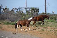 01-wild_horses_seen_along_Pierce_Ferry_Rd