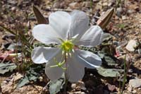 06-Primrose-California_Evening_Primrose-flower