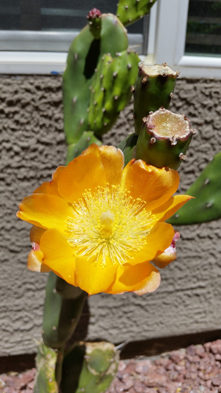 075-cactus_in_our_yard_finally_blooms