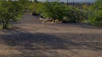 006-coyote_encountered_on_trail_in_neighborhood-tried_to_encourage_Rainier_to_follow_to_meet_'friends'