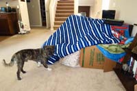 018-Kenny's_fort_he_built_in_the_family_room-Rainier_checks_it_out