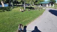 041-Mommy_took_Rainier_for_walk_at_Tule_Springs-he_really_wants_to_chase_after_the_geese