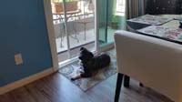 045-Rainier_likes_to_hang_out_by_the_front_slider_and_sit_outside