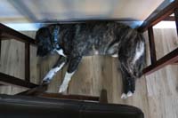 048-Rainier_really_likes_to_relax_under_the_kitchen_stools_under_our_feet_while_we_eat_dinner