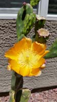 075-cactus_in_our_yard_finally_blooms