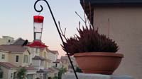 090-hummingbird_at_feeder,aloe_will_bloom_soon_with_lots_of_flowers