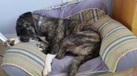 39-a_favorite_place_for_Rainier_to_sleep-Kenny's_old_chair