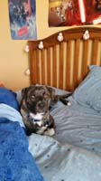 50-Rainier_on_Kenny's_bed_after_waking_Kenny_up