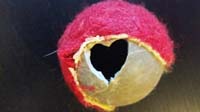 51-Rainier_chewed_up_his_ball_in_the_shape_of_a_heart