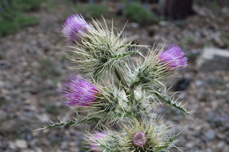 35-zoom_of_thistle_near_Griffith_Peak-Clokey_Thistle