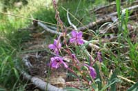 22-fireweed,Evening-Primrose_Family-chamerion_angustifolium