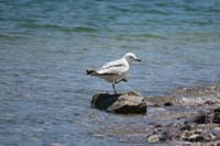31-seagull_relaxing_on_a_rock