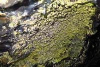 45-colonies_of_bacteria_provide_the_gold_color_on_the_walls