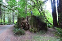 004-Kenny_climbed_up_an_old_redwood_stump_by_our_campsite