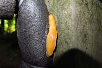 007-banana_slug