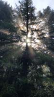 010-pretty_rays_of_sunlight_through_trees