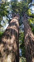 013-they_sure_are_tall