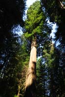 015-majestic_redwood