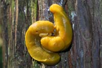 016-mating_banana_slugs