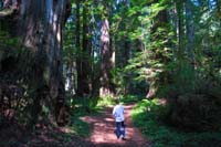018-thick_beautiful_forest_trail
