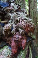 020-odd_growth_on_a_tree