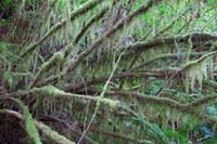 021-moss_growing_on_trees