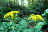 023-pretty_flower-although_it_is_a_tansy_ragwort-an_invasive,toxic_biennial_weed