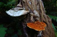 024-interesting_fungus_growth