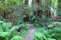 027-really_enjoyed_the_lush_forested_trail-hiking_over_1_mile