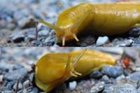 028-banana_slug
