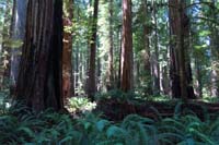 032-Stout_Grove-pretty_forest_scenery-dogs_not_allowed_on_trail