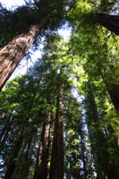 033-lush_forest_of_tall_Redwoods