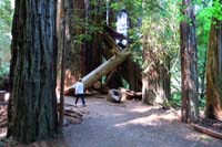 034-interesting_arrangement_of_fallen_trees