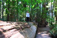 035-Kenny_on_long_fallen_Redwood
