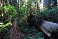 036-Kenny_on_long_fallen_Redwood