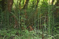 040-lots_of_interesting_reeds