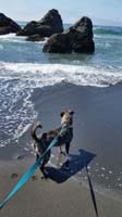 052-Rainier_checking_out_the_ocean