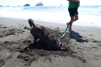 054-Rainier_really_liked_digging_in_the_sand-he_smells_something
