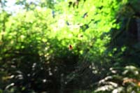075-spider_and_spiderweb_at_campsite_the_next_morning