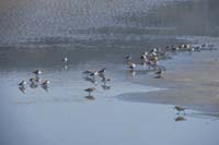 103-group_of_western_sandpipers_on_the_beach